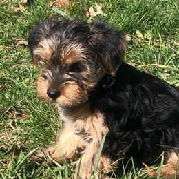 Girl 4 - Black and gold Yorkshire Terrier puppy in Marion, Indiana from Brandon's Yorkshire Terriers