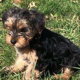Girl 4 - Black and gold Yorkshire Terrier puppy in Marion, Indiana from Brandon's Yorkshire Terriers