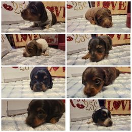 Dachshund Puppies from It's Mini Wieners Baby