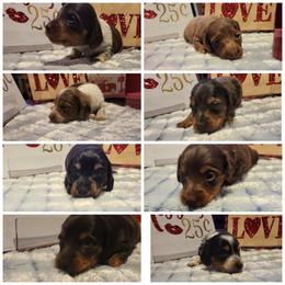 Dachshund Puppies from It's Mini Wieners Baby