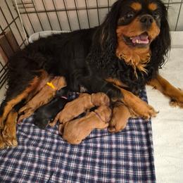 Boy 1 - male Cavalier King Charles Spaniel puppy in Paterson, Washington from Royal Garden Cavaliers