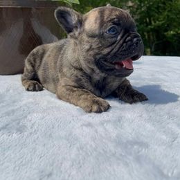 French Bulldog Puppies from Rock N Franchise