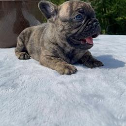 French Bulldog Puppies from Rock N Franchise