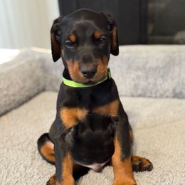 Green Collar Teal because we ran out of new green collars - Black and rust male Doberman Pinscher puppy in Lake City, Florida from Paintedcrazy Doberman Pinchers