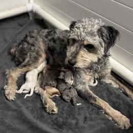 Australian Mountain Doodle, Bernedoodle, and Double Doodle Puppies from Jeanie’s Doodles