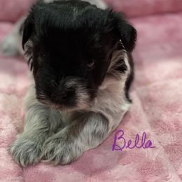 Miniature Schnauzer Puppies from Schnazzy Schnauzers