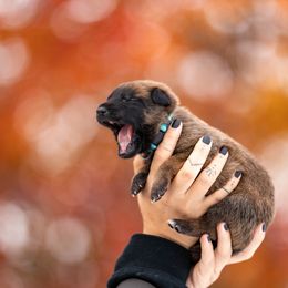 Belgian Malinois Puppies from Ak Hell Hounds