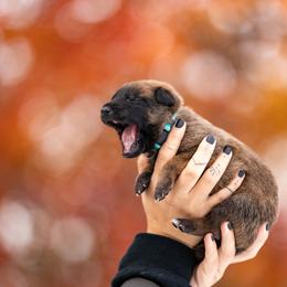 Belgian Malinois Puppies from Ak Hell Hounds