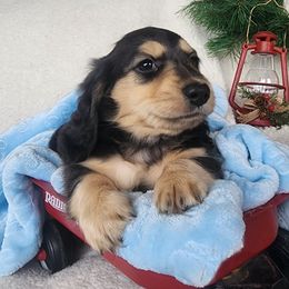 River - Black and cream male Dachshund puppy in Grants Pass, Oregon from vom Treuen Wachter