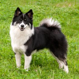 Maggie - Icelandic Sheepdog