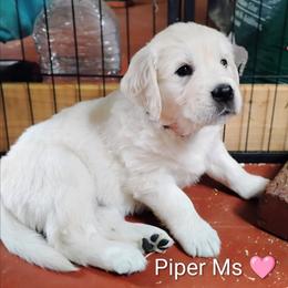 Pink collar girl - Light golden female Golden Retriever puppy in Rochester, Washington from Grand Mound Goldens