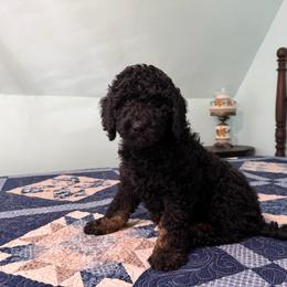 George Washington - Black male Poodle puppy in Fairfield, North Carolina from Leaning T Ranch