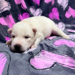 AKC Jeanette - White female Siberian Husky puppy in Centreville, Maryland from Huskies By the Bay