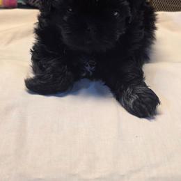 Orion - Black and white male Shih Tzu puppy in Mesa, Arizona from House of Zen Shihtzus