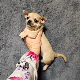 BLITZEN - Fawn male Chihuahua puppy in Ligonier, Indiana from Country Charm Chihuahuas