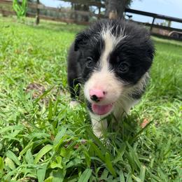 Luke - Black and white male Border Collie puppy in Winnsboro, Texas from Pecan Grove Pups