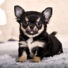 Hope - Black and tan female Chihuahua puppy in Orlando, Florida from Destiny Chihuahuas