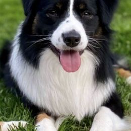 Miniature American Shepherds from Dodge City Mini's