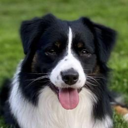 Miniature American Shepherds from Dodge City Mini's
