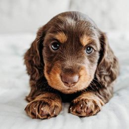 Dachshund Puppies from Long Little Dog Ranch