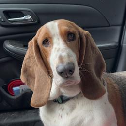 Echo - Basset Hound