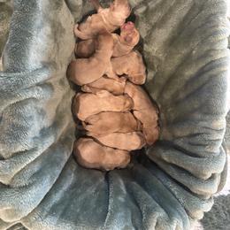 Labrador Retriever Puppies from H & H Retrievers