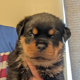 Rottweiler Puppies from Supreme Rottweilers