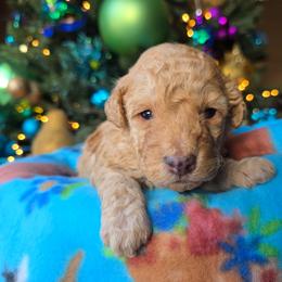 Arctic - Red  male Poodle puppy in Blackfoot, Idaho from Draper Mountain Doodles