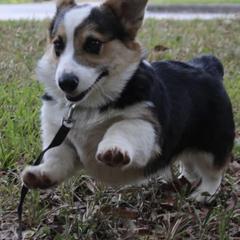 Pembroke Welsh Corgi Puppies from Coyote Creek Corgis