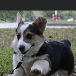 Pembroke Welsh Corgi Puppies from Coyote Creek Corgis