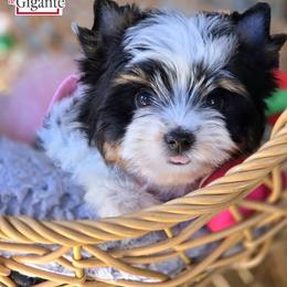 Biewer Terrier and Yorkshire Terrier Puppies from Corazon de gigante