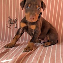 Male 5 - Black Collar - Red and rust male Doberman Pinscher puppy in Spencer, Indiana from Jackson's Dobermans