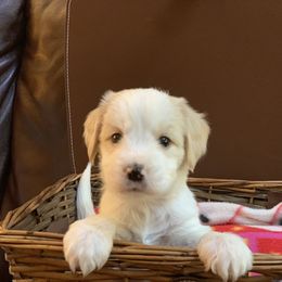 Tibetan Terrier All Grown Up from Kham Ra Tibetans