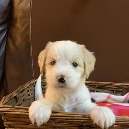 Tibetan Terrier All Grown Up from Kham Ra Tibetans