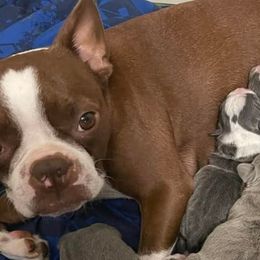 Boston Terriers from Oster Paws Boston Terriers