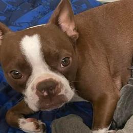 Boston Terriers from Oster Paws Boston Terriers