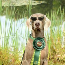 Weimaraners from Ashbrooke Weimaraners