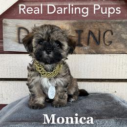 Monica - Brindle and white female Mal-Shi puppy in Dallas, Texas from Real Darling Pups