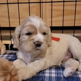 Cocker Spaniel Puppies from Kellie's Cocker Spaniels