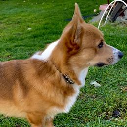 Mav - Pembroke Welsh Corgi