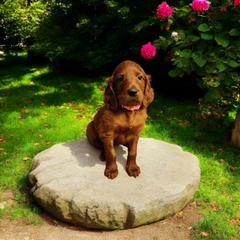 Girl 5- representative picture - Red Irish Doodle puppy in Madison, Wisconsin from Morningside Doodles