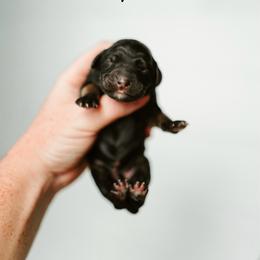 Penelope - Black tri-color female Aussiedoodle puppy in Inman, South Carolina from Dark Corner Doodles