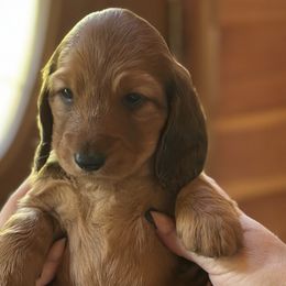Jolene (staying here) - Red Dachshund puppy in Bluff City, Tennessee from Sidanelv Dachshunds