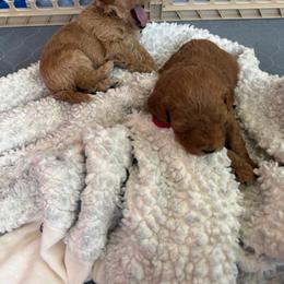 Blue - Red  male Poodle puppy in Northridge, California from Angel’s Goldendoodle Pups