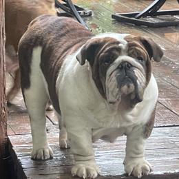Evy - Bulldog
