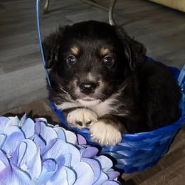 Clover - Black tri male Miniature Australian Shepherd puppy in Nashville, Tennessee from Little B’s Aussies