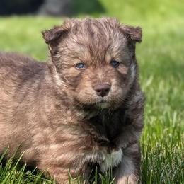 River - Red and white male Siberian Husky puppy in Coshocton, Ohio from Wyant Farms