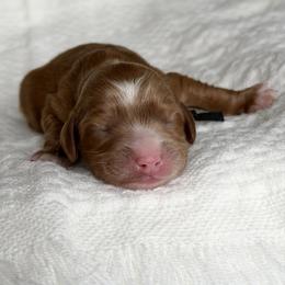 Black - Red male Australian Labradoodle puppy in Auburn, Washington from West Valley Labradoodles