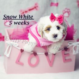Snow White (Purple Collar) girl - Parti female Goldendoodle puppy in Corona, California from Fluffy Puppy Mini Doodles LLC