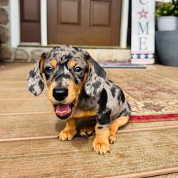 CANNOLI - Dapple male Dachshund puppy in Holtwood, Pennsylvania from Holly Hill Dachshunds
